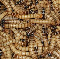 Great Lakes Hornworm image 7